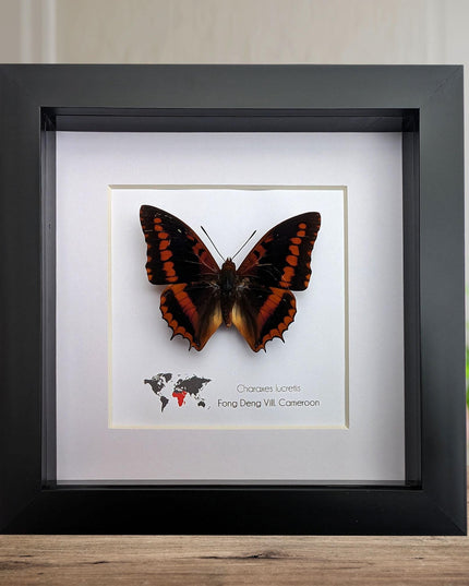 Framed charaxes lucretius butterfly: cameroon orange butterfly, 6"x6"