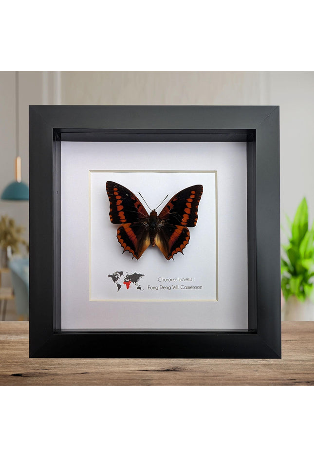 Framed charaxes lucretius butterfly: cameroon orange butterfly, 6"x6"