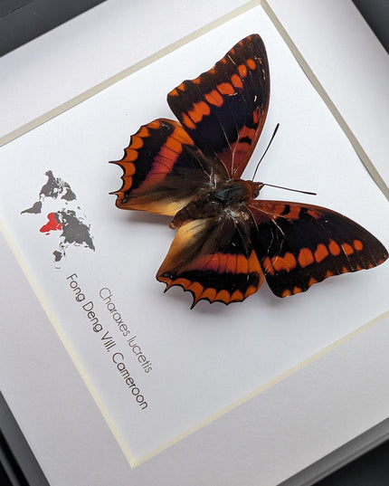 Framed charaxes lucretius butterfly: cameroon orange butterfly, 6"x6"