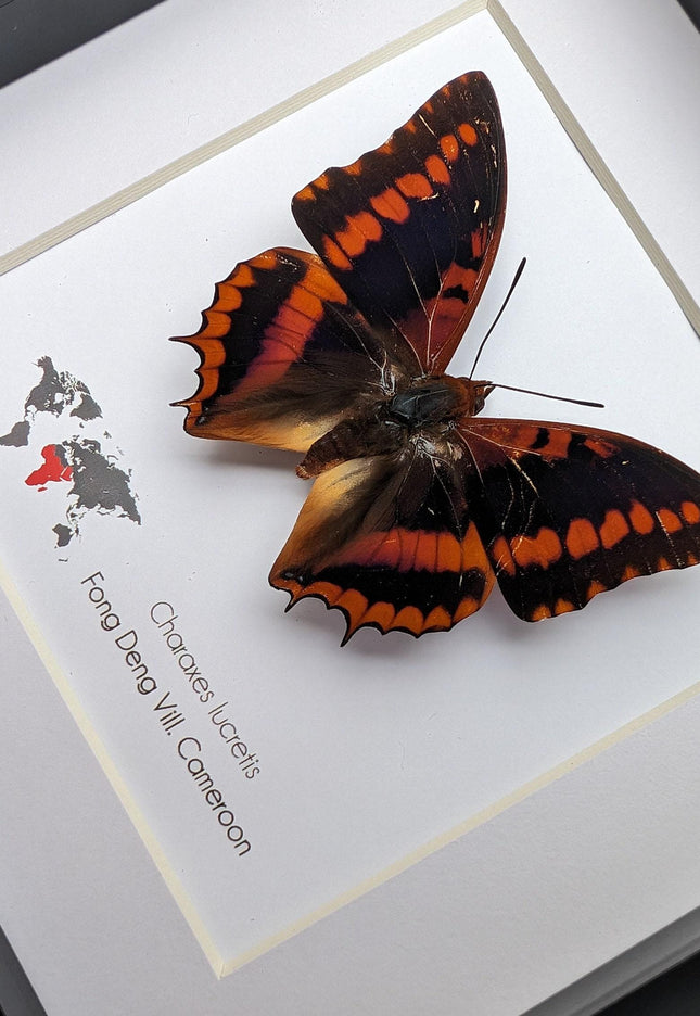 Framed charaxes lucretius butterfly: cameroon orange butterfly, 6"x6"