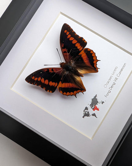 Framed charaxes lucretius butterfly: cameroon orange butterfly, 6"x6"
