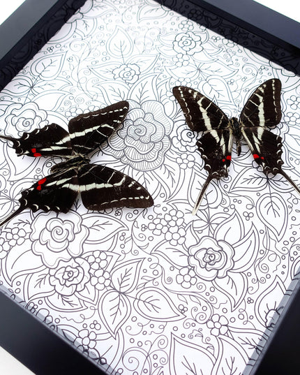 Framed dark kite swallowtail butterfly: entomology wall art