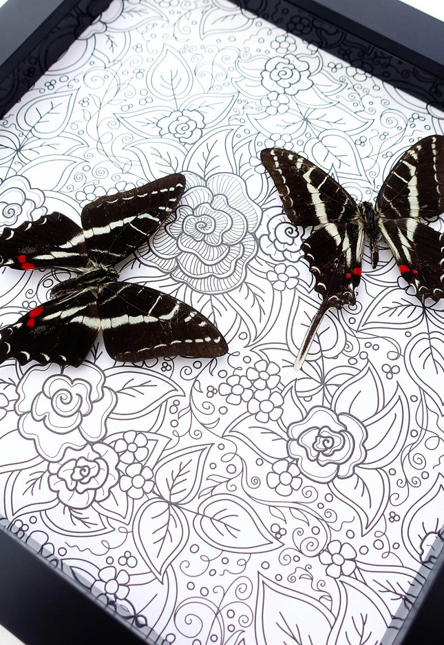 Framed dark kite swallowtail butterfly: entomology wall art