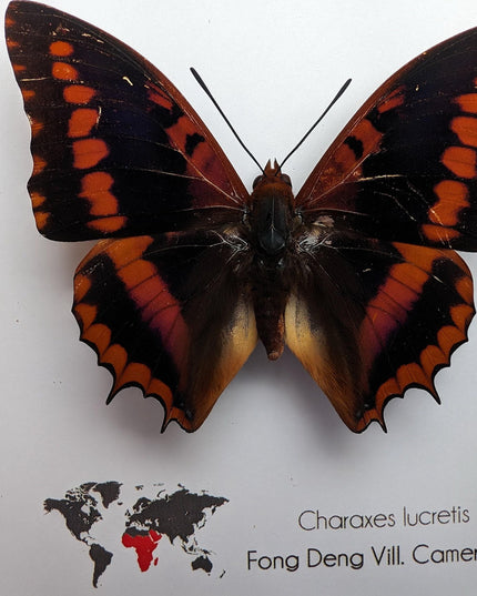 Framed charaxes lucretius butterfly: cameroon orange butterfly, 6"x6"