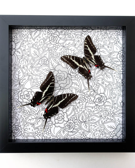 Framed dark kite swallowtail butterfly: entomology wall art