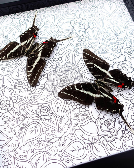 Framed dark kite swallowtail butterfly: entomology wall art