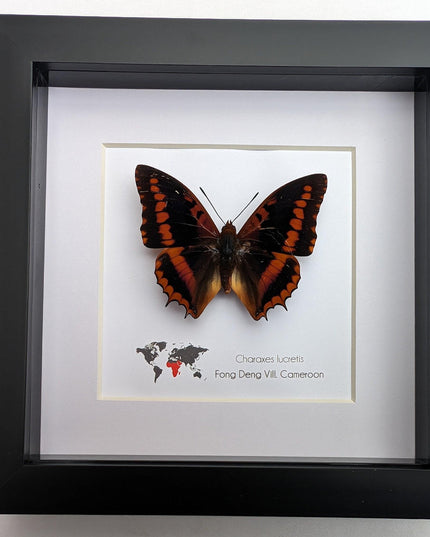 Framed charaxes lucretius butterfly: cameroon orange butterfly, 6"x6"