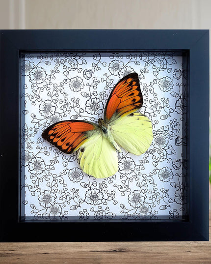 Hebomoia leucippe, brimstone wing, yellow orange butterfly, taxidermy, wall decor, nature art, entomology present