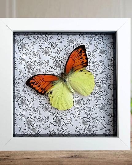 Hebomoia leucippe, brimstone wing, yellow orange butterfly, taxidermy, wall decor, nature art, entomology present