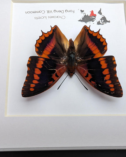 Framed charaxes lucretius butterfly: cameroon orange butterfly, 6"x6"