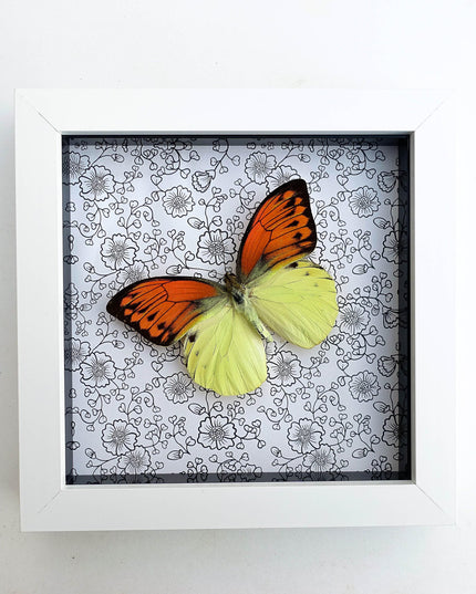 Hebomoia leucippe, brimstone wing, yellow orange butterfly, taxidermy, wall decor, nature art, entomology present
