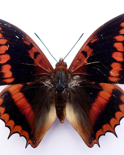 Framed charaxes lucretius butterfly: cameroon orange butterfly, 6"x6"