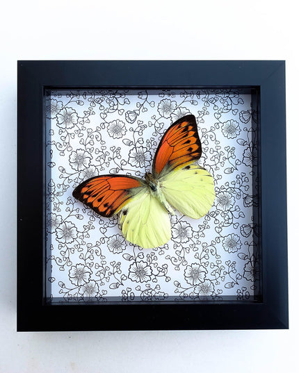 Hebomoia leucippe, brimstone wing, yellow orange butterfly, taxidermy, wall decor, nature art, entomology present