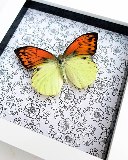 Hebomoia leucippe, brimstone wing, yellow orange butterfly, taxidermy, wall decor, nature art, entomology present