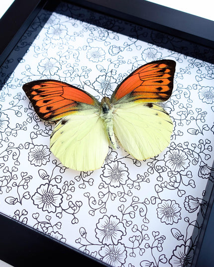 Hebomoia leucippe, brimstone wing, yellow orange butterfly, taxidermy, wall decor, nature art, entomology present