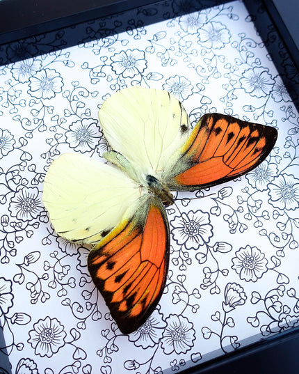 Hebomoia leucippe, brimstone wing, yellow orange butterfly, taxidermy, wall decor, nature art, entomology present