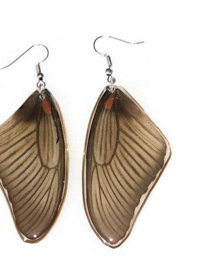 Real butterfly wing earrings: losaria coon, nature jewelry