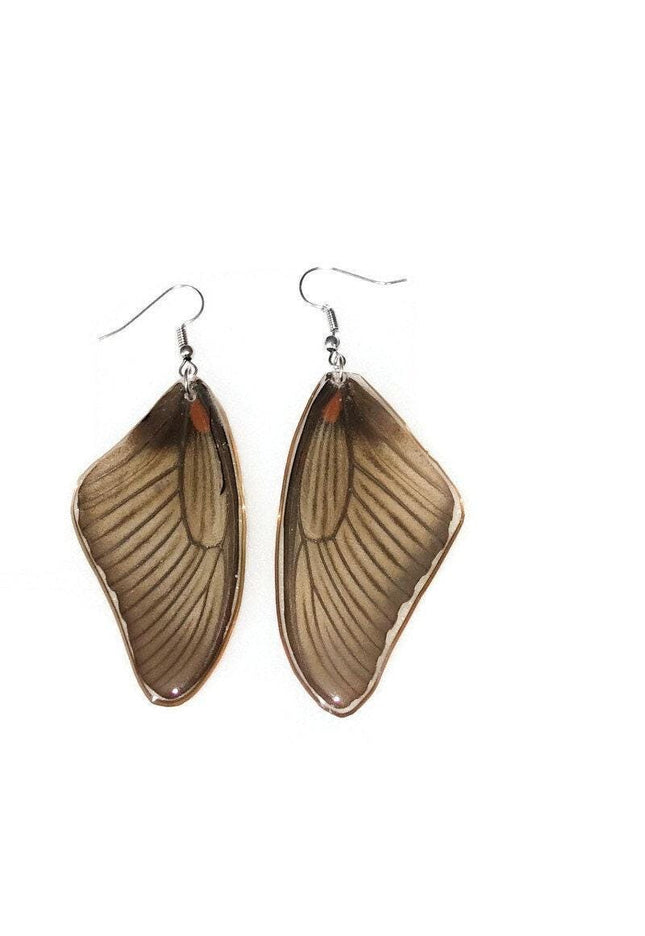 Real butterfly wing earrings: losaria coon, nature jewelry