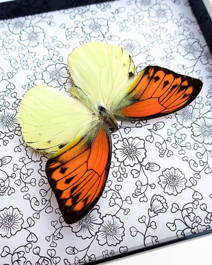 Hebomoia leucippe, brimstone wing, yellow orange butterfly, taxidermy, wall decor, nature art, entomology present