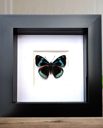 Framed perisama butterfly taxidermy: ethically sourced display (4" x 4")
