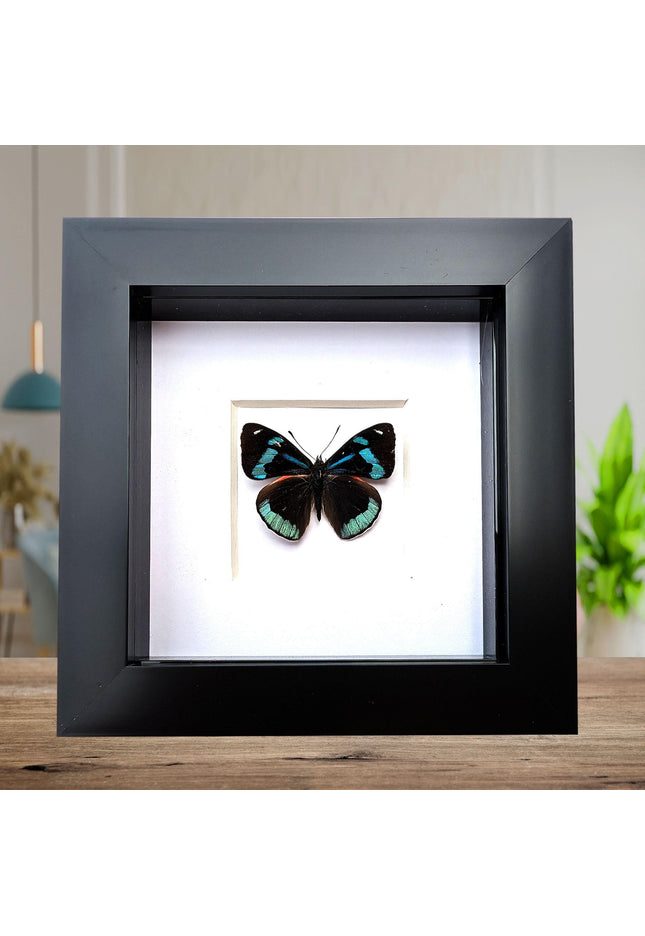 Framed perisama butterfly taxidermy: ethically sourced display (4" x 4")