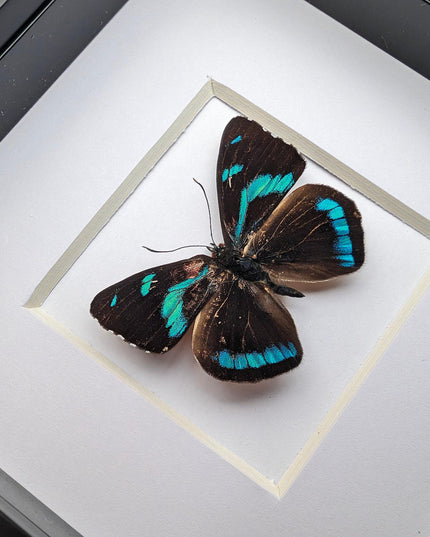 Framed perisama butterfly taxidermy: ethically sourced display (4" x 4")