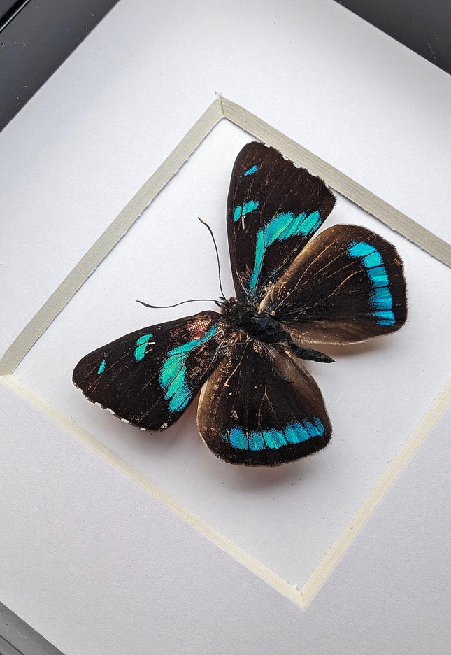 Framed perisama butterfly taxidermy: ethically sourced display (4" x 4")