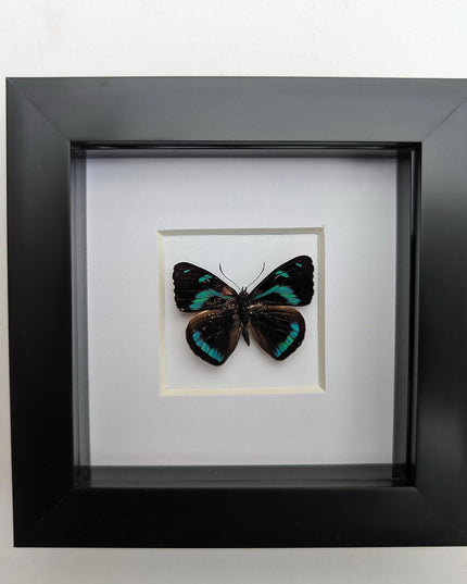 Framed perisama butterfly taxidermy: ethically sourced display (4" x 4")