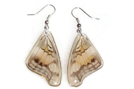 Two sided real butterfly wings earrings