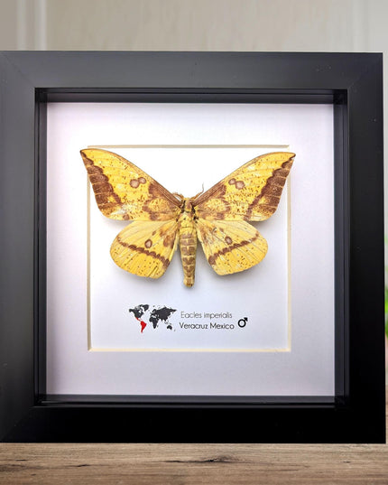 Framed Imperial Moth, Yellow Veracruz Specimen, 6" Shadowbox