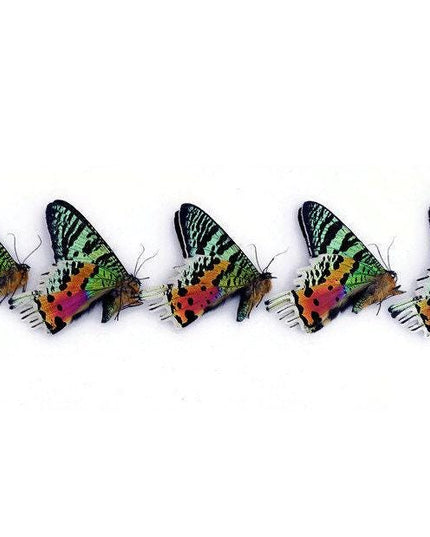 Madagascan sunset moth: dried specimens, art craft supply (bundle of 5)