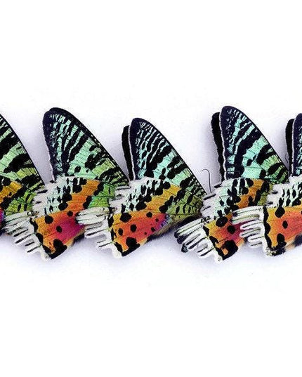 Madagascan sunset moth: dried specimens, art craft supply (bundle of 5)