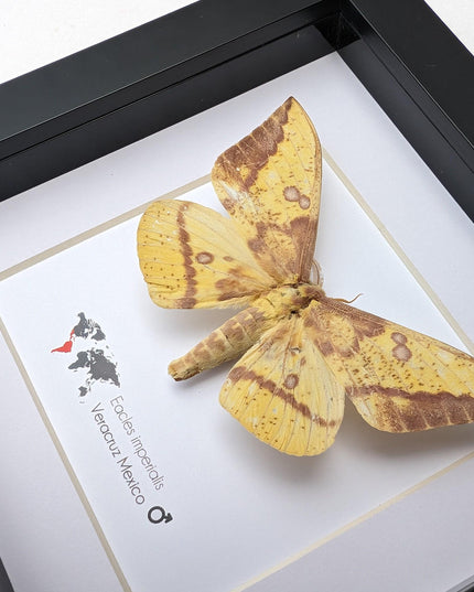 Framed Imperial Moth, Yellow Veracruz Specimen, 6" Shadowbox