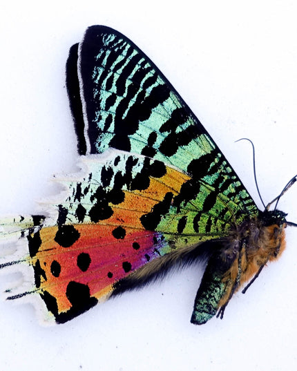 Madagascan sunset moth: dried specimens, art craft supply (bundle of 5)