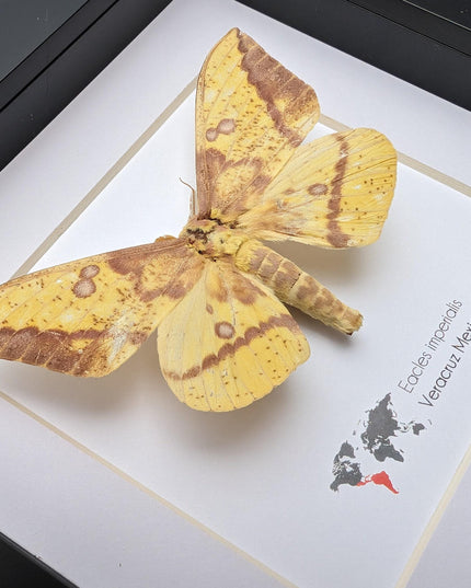 Framed Imperial Moth, Yellow Veracruz Specimen, 6" Shadowbox