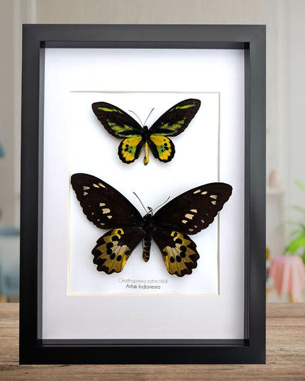 Framed Rothschild Birdwing Butterfly Pair, Taxidermy Entomology Decor