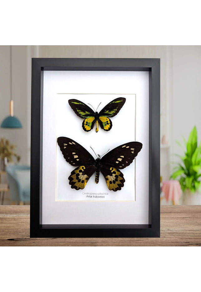 Framed Rothschild Birdwing Butterfly Pair, Taxidermy Entomology Decor