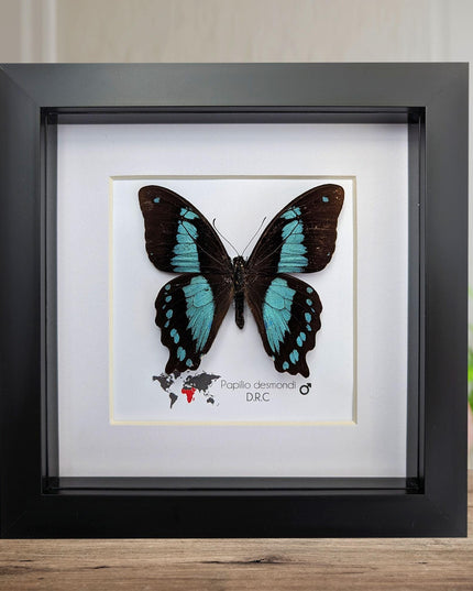 Papilio desmondi, the desmond's green-banded swallowtail, butterfly from africa, wall decor, taxidermy butterfly, entomology present