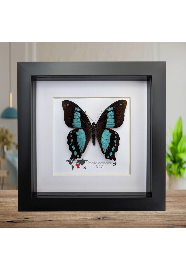 Papilio desmondi, the desmond's green-banded swallowtail, butterfly from africa, wall decor, taxidermy butterfly, entomology present