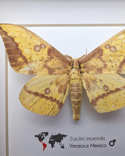 Framed Imperial Moth, Yellow Veracruz Specimen, 6" Shadowbox