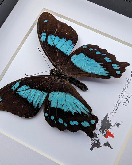 Papilio desmondi, the desmond's green-banded swallowtail, butterfly from africa, wall decor, taxidermy butterfly, entomology present