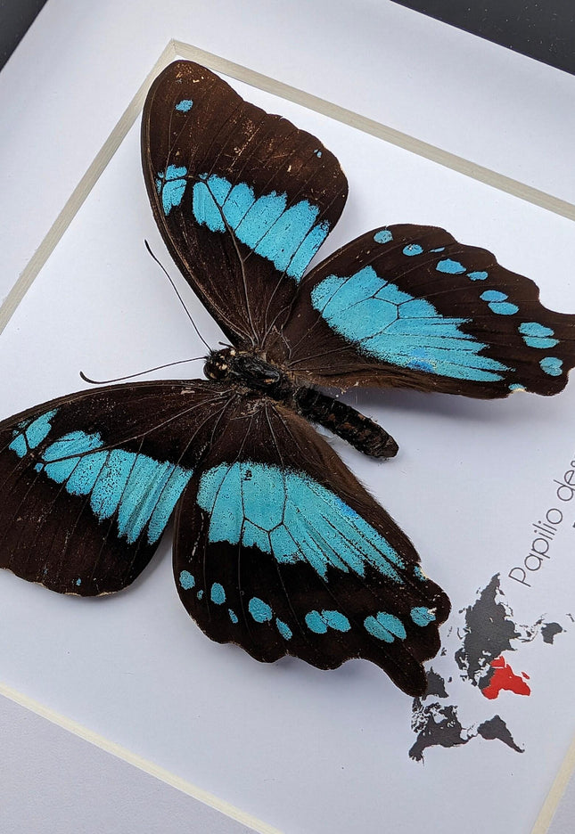 Papilio desmondi, the desmond's green-banded swallowtail, butterfly from africa, wall decor, taxidermy butterfly, entomology present