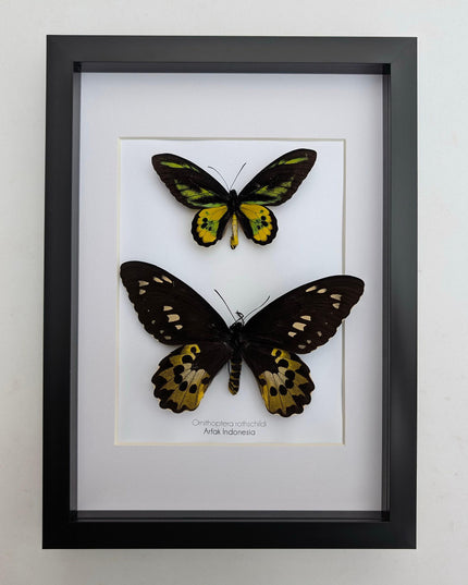 Framed Rothschild Birdwing Butterfly Pair, Taxidermy Entomology Decor