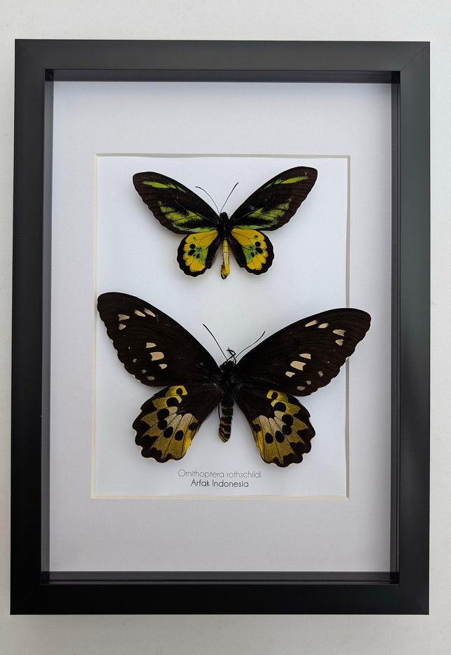 Framed Rothschild Birdwing Butterfly Pair, Taxidermy Entomology Decor