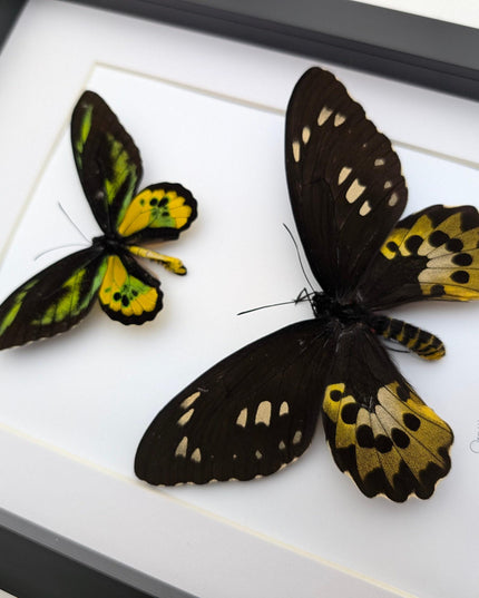Framed Rothschild Birdwing Butterfly Pair, Taxidermy Entomology Decor