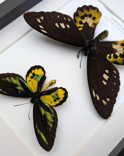 Framed Rothschild Birdwing Butterfly Pair, Taxidermy Entomology Decor