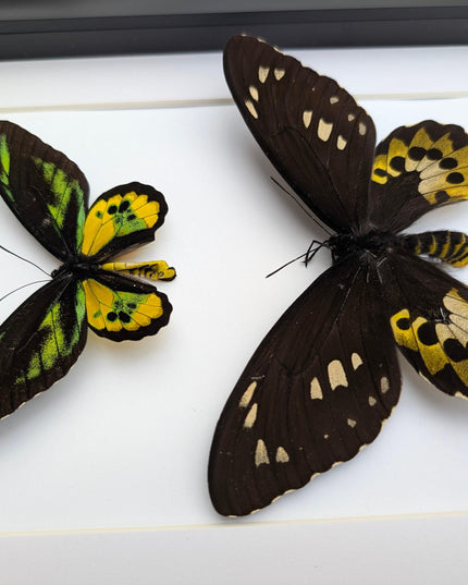 Framed Rothschild Birdwing Butterfly Pair, Taxidermy Entomology Decor