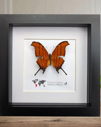 Framed Ruddy Daggerwing Butterfly, Taxidermy Entomology Wall Decor