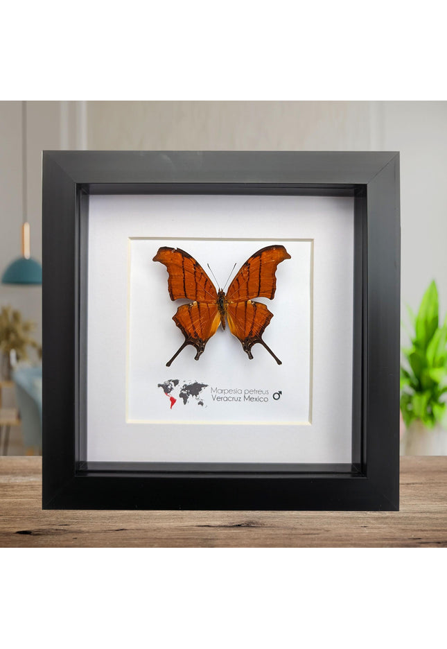 Framed Ruddy Daggerwing Butterfly, Taxidermy Entomology Wall Decor