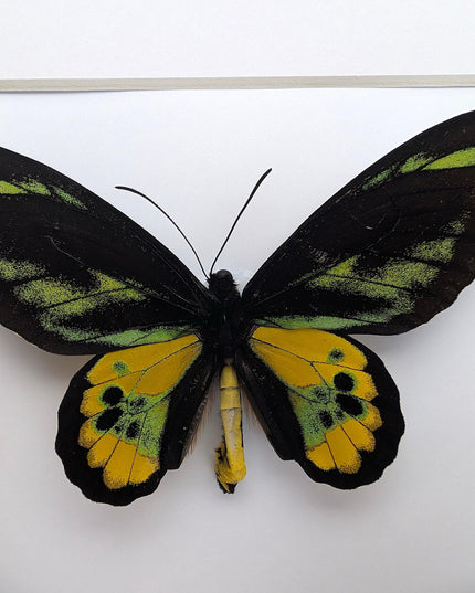Framed Rothschild Birdwing Butterfly Pair, Taxidermy Entomology Decor